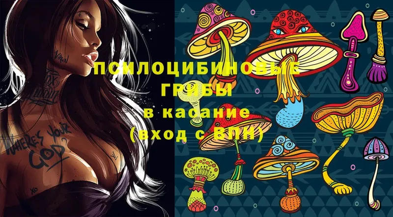 omg как войти  Волхов  Псилоцибиновые грибы Psilocybe 